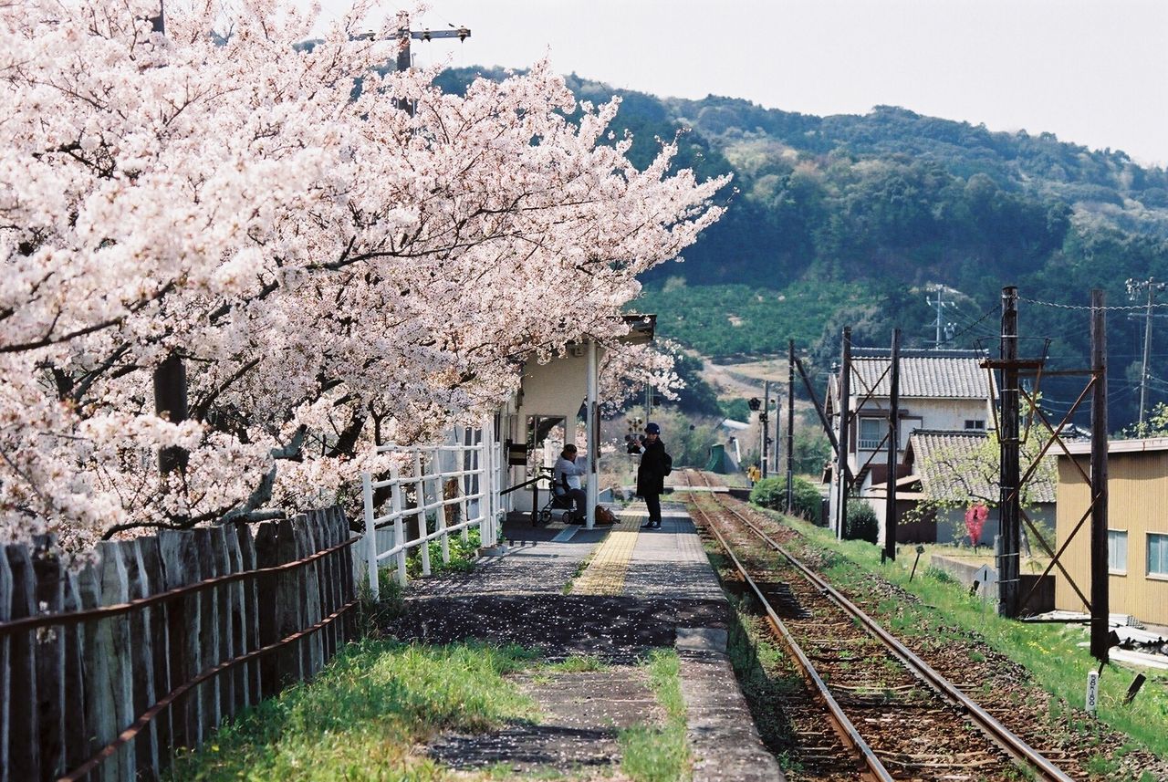 tree, plant, architecture, nature, building exterior, built structure, rail transportation, growth, day, real people, transportation, railroad track, track, sky, men, building, flower, blossom, beauty in nature, flowering plant, springtime, cherry tree, outdoors, cherry blossom