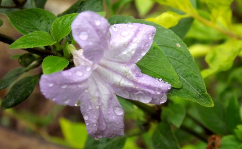 Close-up of water drops on pink flower