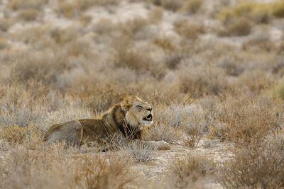 Lioness on field