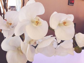 Close-up of white flowers