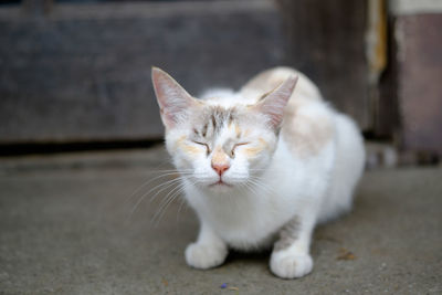 Low angle view of cat resting