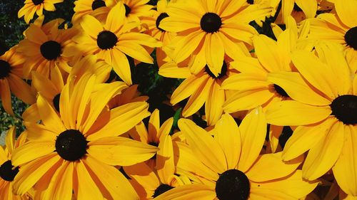 Full frame shot of sunflowers