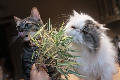 Cat with hand on kitten at home