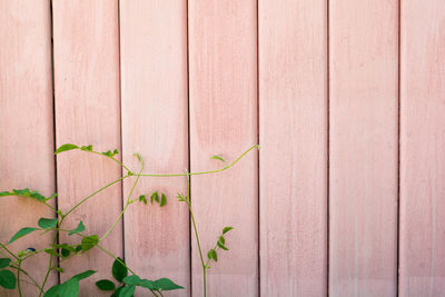 Close-up of ivy on wall