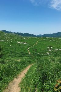 Scenic view of agricultural field against clear blue sky