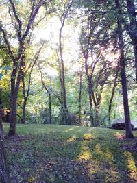 Trees in forest