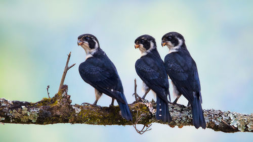 Birds perching on branch