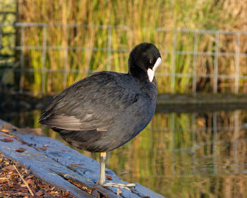 Close-up of heron perching on lake