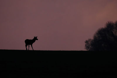 Silhouette of horse on field against sky during sunset
