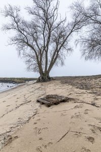 Bare tree on beach against sky