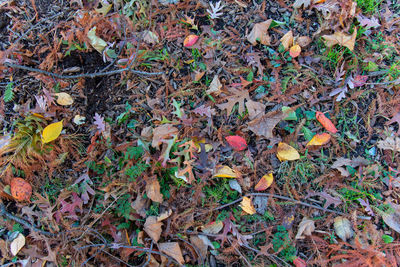 High angle view of autumn leaves on field