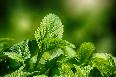 Close-up of fresh green leaves