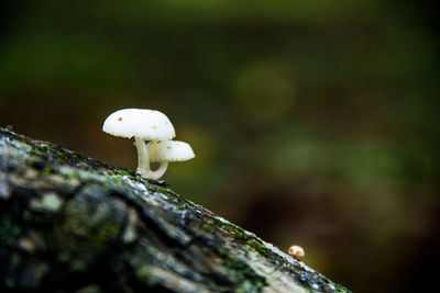 Close-up of mushroom growing on wood