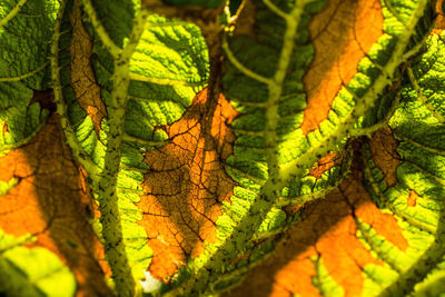 Close-up of fresh green leaves