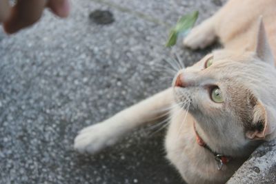 Close-up of cat