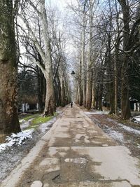 Road amidst bare trees against sky