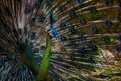 Full frame shot of peacock