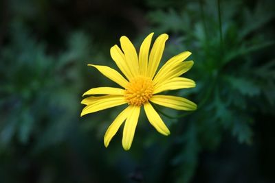 Close-up of yellow flowering plant