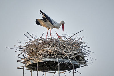 Bird perching on nest