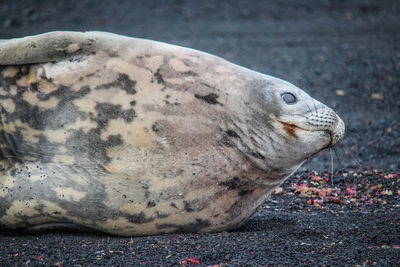 Close-up of a animal resting on beach