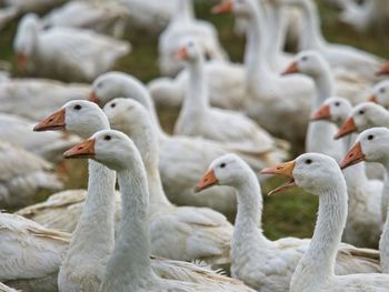 Close-up of birds