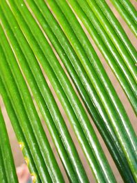 Full frame shot of green leaf