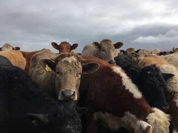 Close-up portrait of cow standing on rock against sky