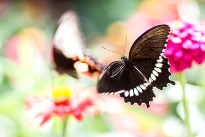 Close-up of butterfly pollinating on pink flower