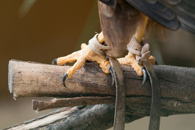 Close up of hawk's legs