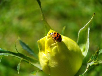 Close-up of insect pollinating on flower