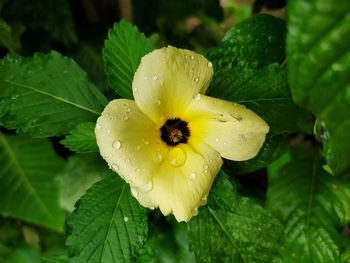 Close-up of wet yellow flower in rainy season