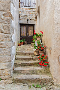 Potted plant against wall of building