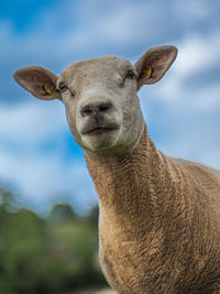 Close-up portrait of a horse