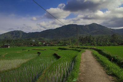 Scenic view of agricultural field against sky