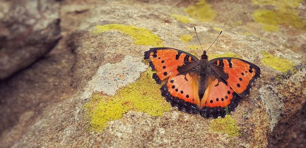 Close-up of butterfly on leaf