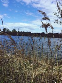 Plants growing by lake against sky