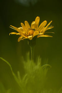 Close-up of yellow flowering plant