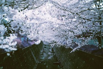 Snow covered trees against sky