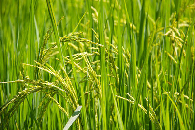 Close-up of wheat growing on field