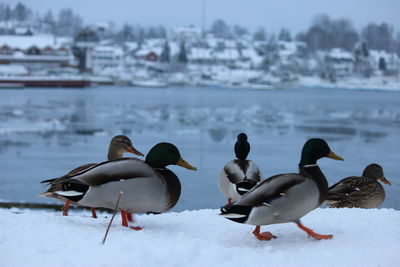 Ducks on frozen lake during winter