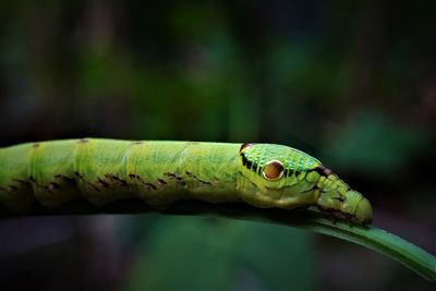 Close-up of green lizard