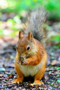 Close-up of squirrel eating outdoors