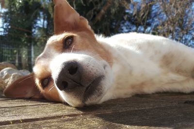 Close-up portrait of dog lying down
