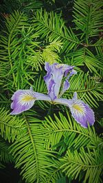 Close-up of purple flowers