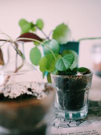 Close-up of potted plant on table