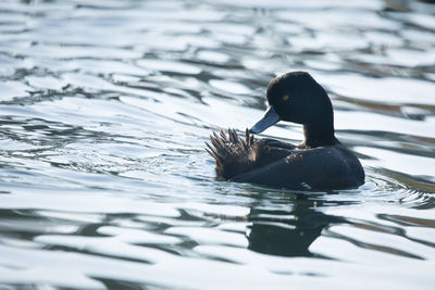 Duck swimming in a lake