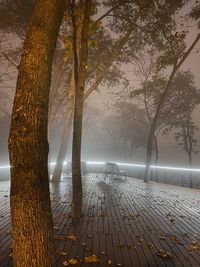 Trees by footpath during foggy weather
