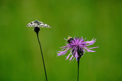 Close-up of butterfly pollinating on purple flower