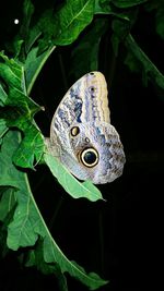 Close-up of butterfly on leaf