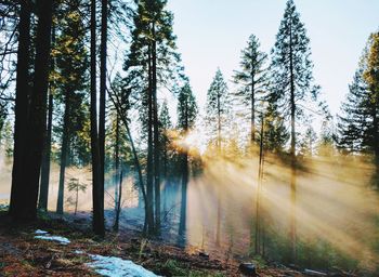 Sunlight streaming through trees in forest against sky